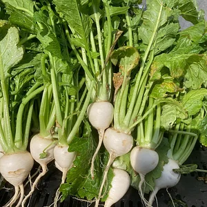 Foxgreen Farmstand