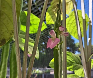 Canavalia ensiformis