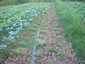 Ananda Suruci Farm