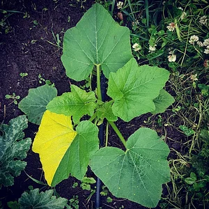 Permaculture at The Food Farm