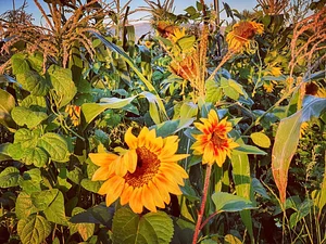 Permaculture at The Food Farm