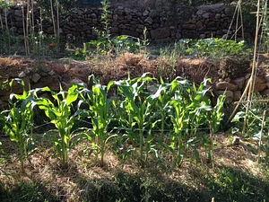 Shams Permaculture