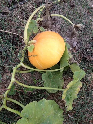 Shams Permaculture