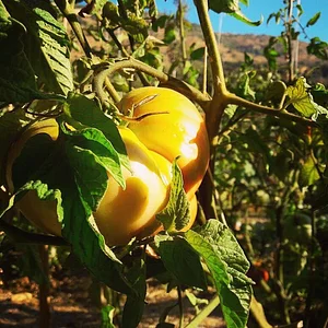 Shams Permaculture