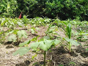 EarthCare Permaculture Ghana