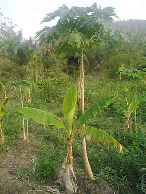EarthCare Permaculture Ghana