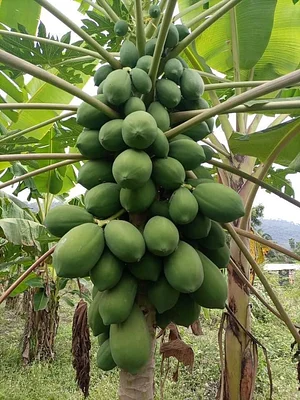 EarthCare Permaculture Ghana