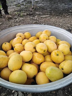 EarthCare Permaculture Ghana