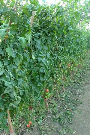 Ananda Suruci Farm