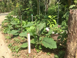 Ananda Suruci Farm