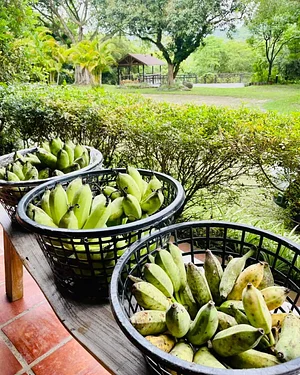 Ananda Suruci Farm
