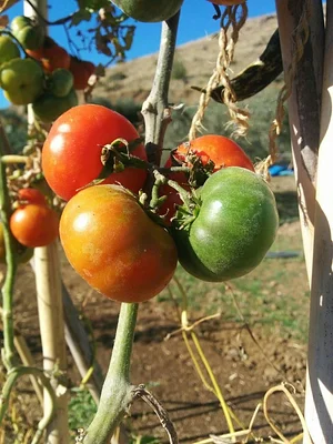 Petrera Permaculture Land