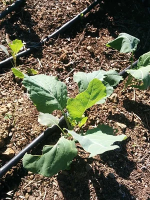 Petrera Permaculture Land