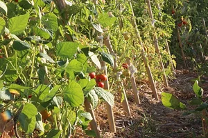 Petrera Permaculture Land