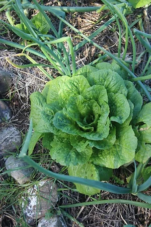 Petrera Permaculture Land