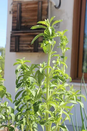 Petrera Permaculture Land