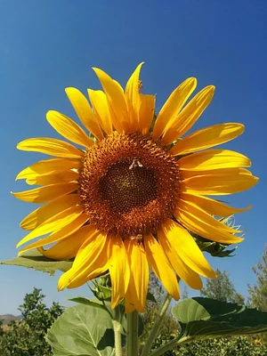 Petrera Permaculture Land