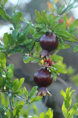 Petrera Permaculture Land