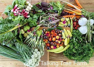 Talking Tree Farm