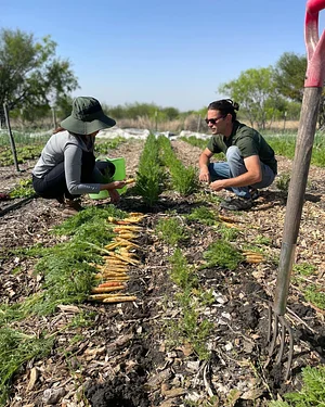 Talking Tree Farm