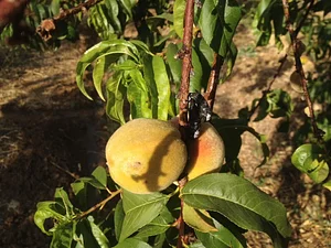 Shams Permaculture