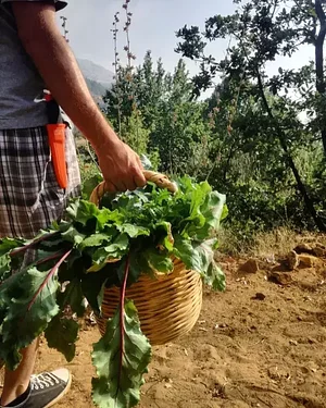 Shams Permaculture