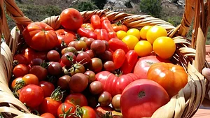 Shams Permaculture
