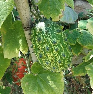 Shams Permaculture