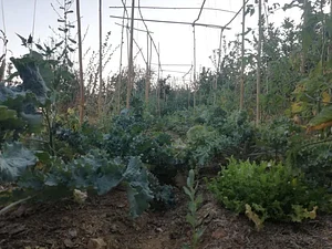 Shams Permaculture