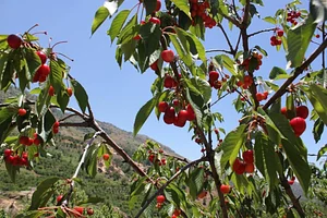 Shams Permaculture