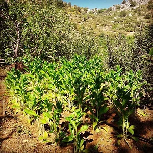 Shams Permaculture