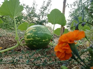 Shams Permaculture