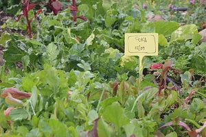 Petrera Permaculture Land