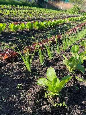 Green Connect Farm