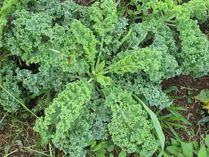 Green Connect Farm