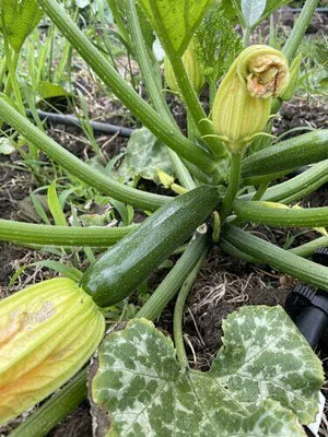 Green Connect Farm