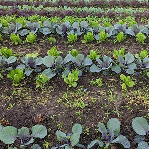 Green Connect Farm