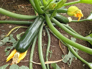 Green Connect Farm