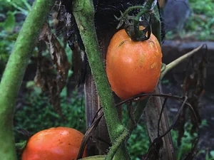 The Kul Kul Farm