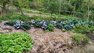 Granja Kokopelli