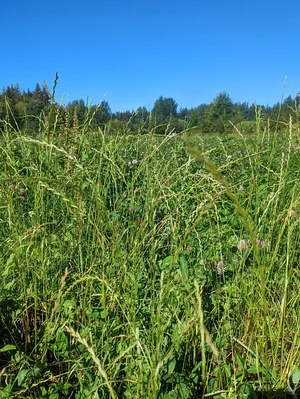 UBC Farm
