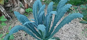 Granja Kokopelli