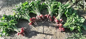 Granja Kokopelli