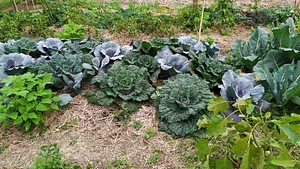Granja Kokopelli