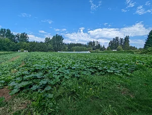 UBC Farm