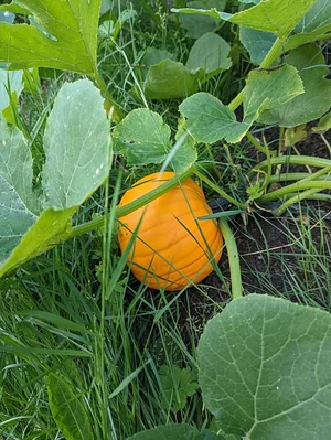 UBC Farm