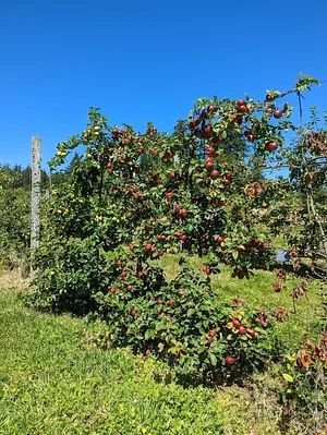 UBC Farm