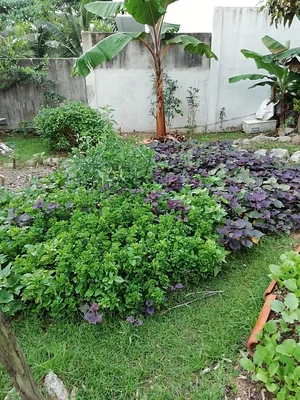 Urban Hijau