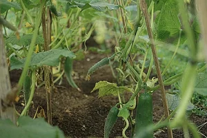 The Kul Kul Farm