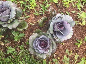 The Kul Kul Farm